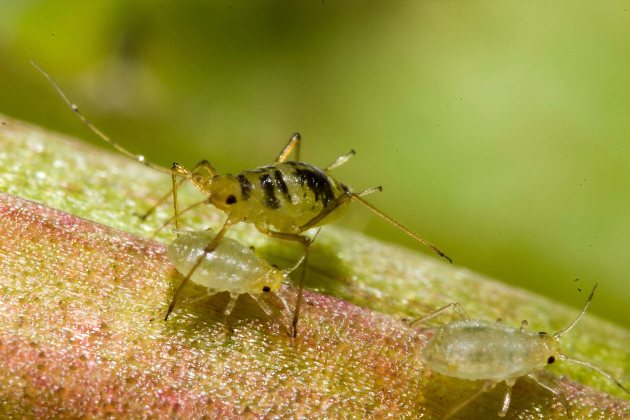 Aphids in Cannabis Cultivation & How to Prevent Them - Happy Hydro