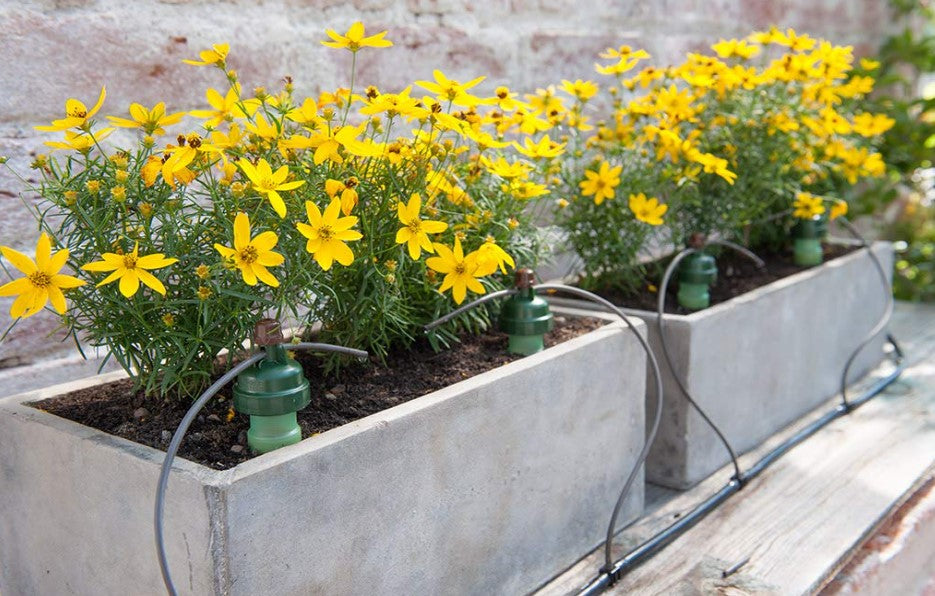 Blumat Automatic watering system on a bed of yellow flowering plants.