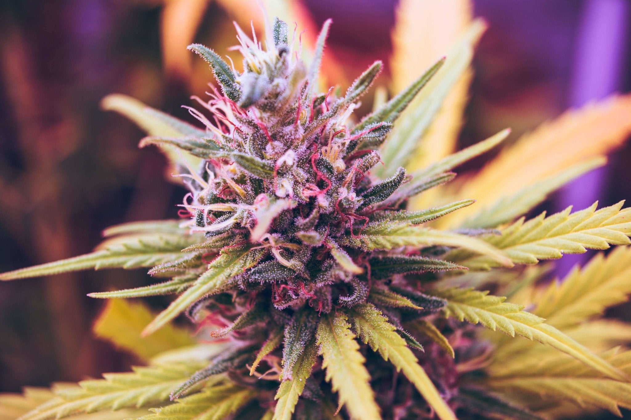 Bud Rot in Cannabis Cultivation and How to Prevent it - Happy Hydro