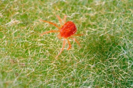 spider mites