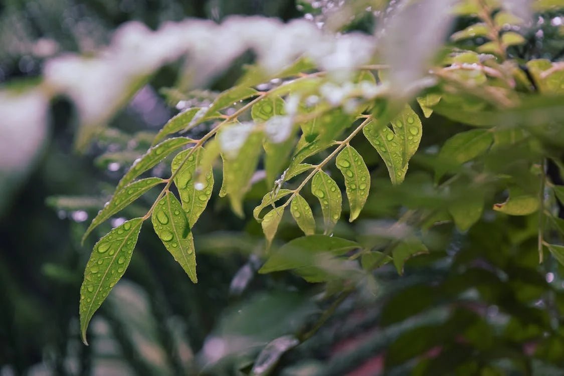 How to Keep Humidity Levels in Check During the Flowering Stage - Happy Hydro