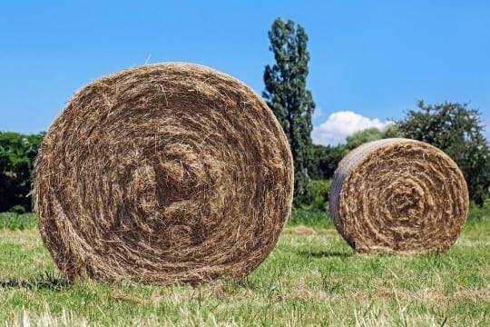 Why Your Friends Harvest Smells Like Hay - Happy Hydro