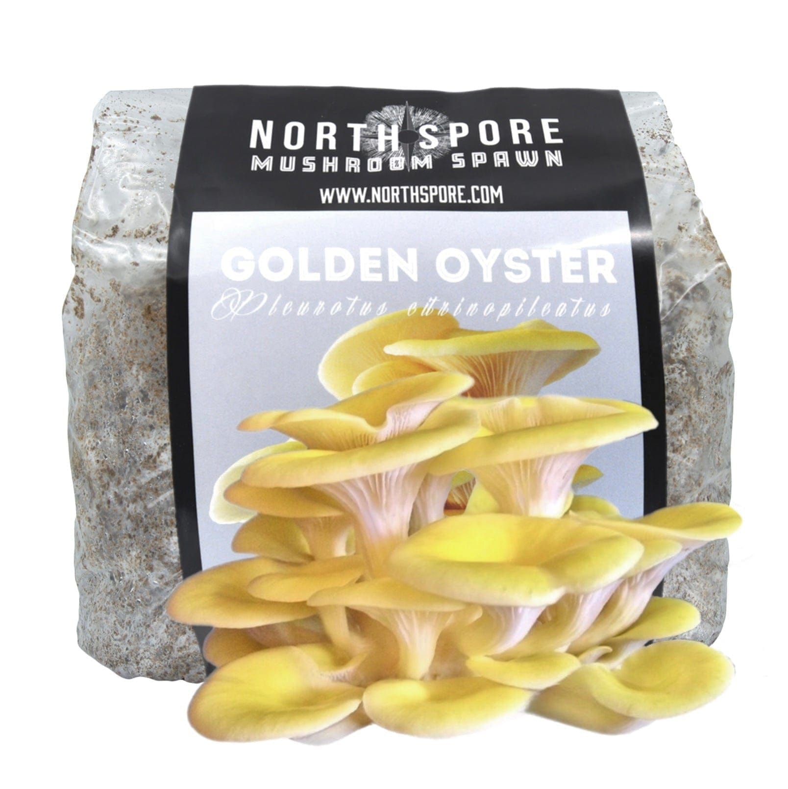 Organic Golden Oyster Mushroom Sawdust Spawn