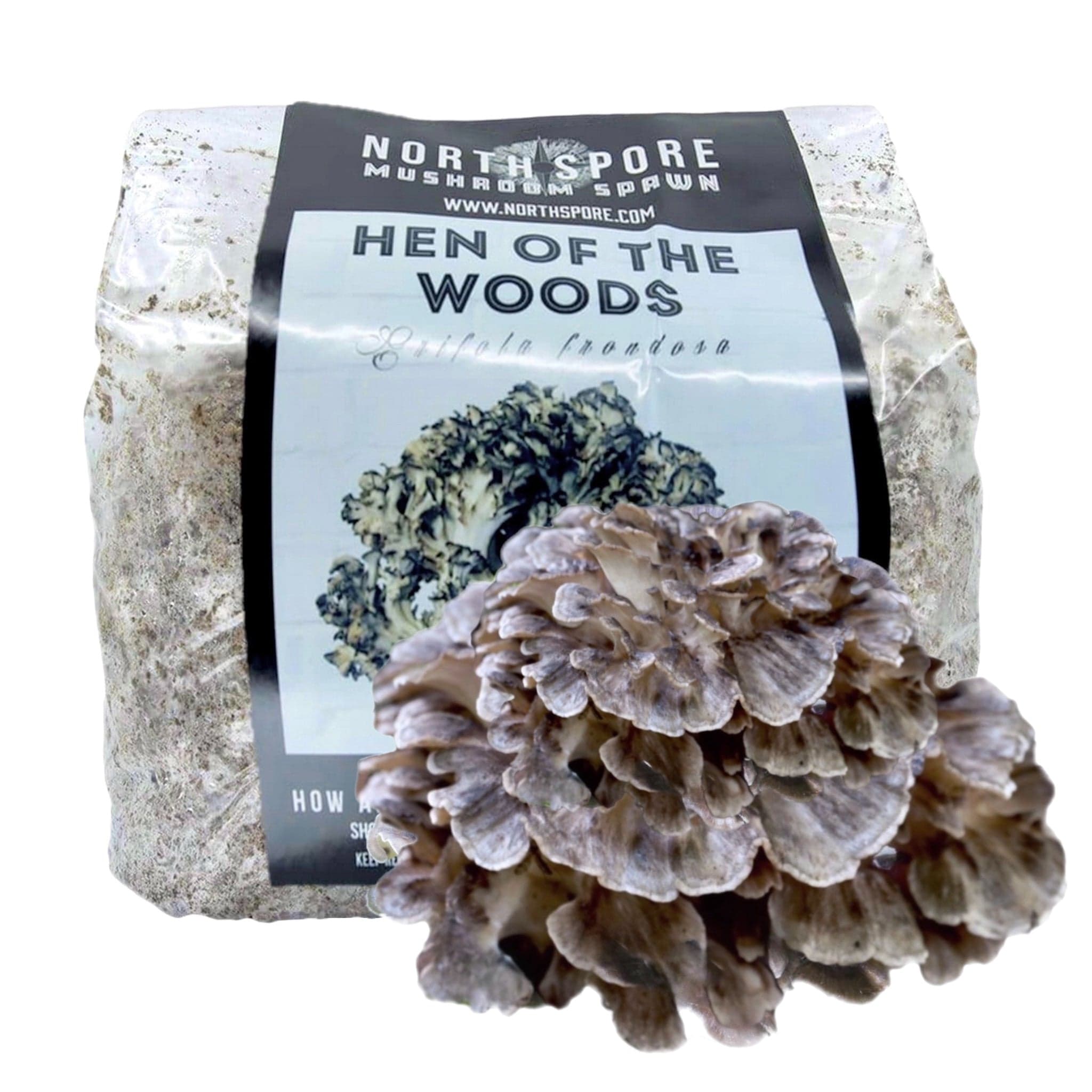 Organic Hen of the Woods (Maitake) Mushroom Sawdust Spawn